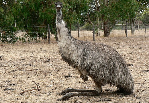 australie-na-kole46