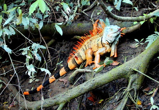 Iguana iguana red