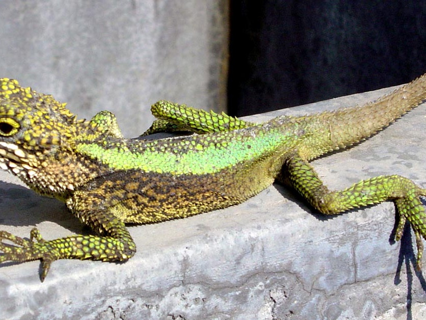 Japalura splendida