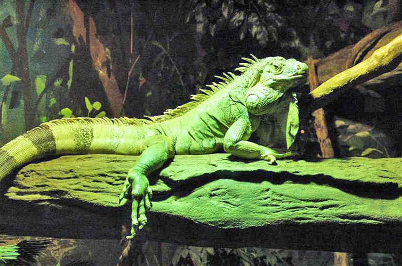 Iguana iguana 001