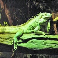 Iguana iguana 001