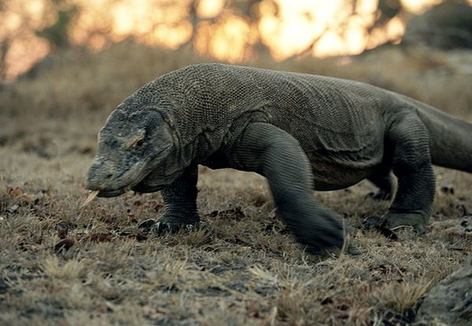 Varanus komodoensis