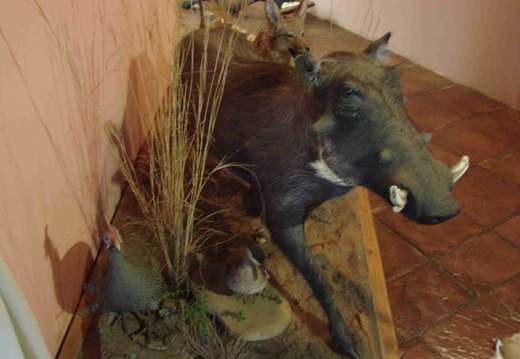 Afrika 2007 360