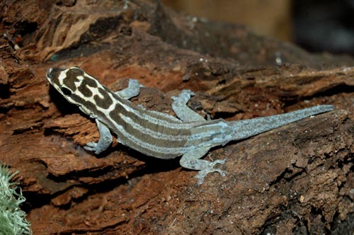Lygodactylus kimhowell