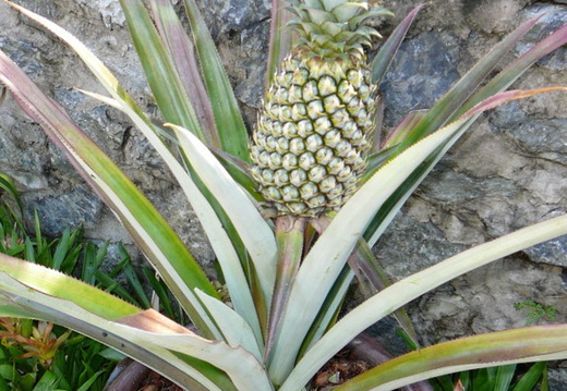 ananas-v-kvetniku