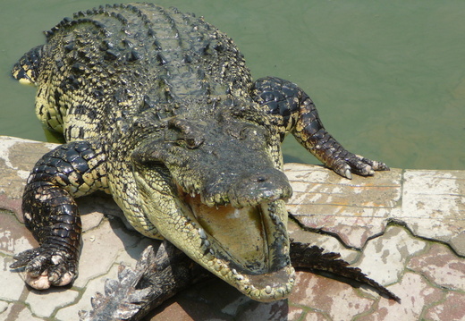 krokodyli-farma--crocodile-farm-