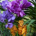 orchidej.jpg