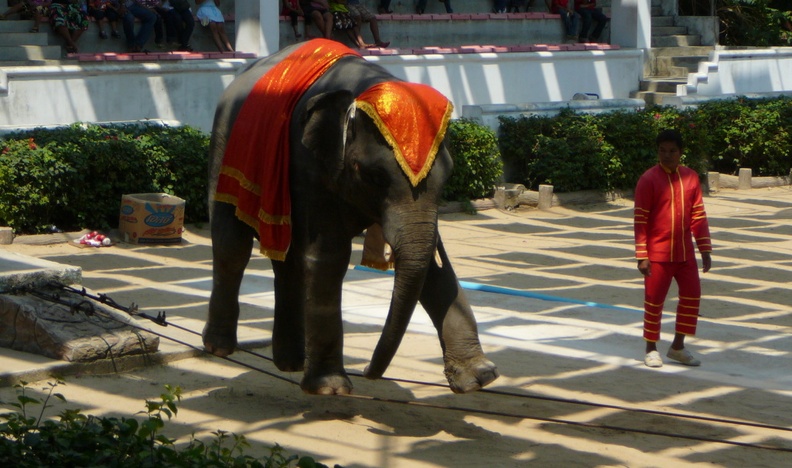 slon-provazolezec