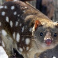 fauna-australie-4.jpg