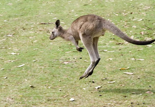 klokan-australie 640x426