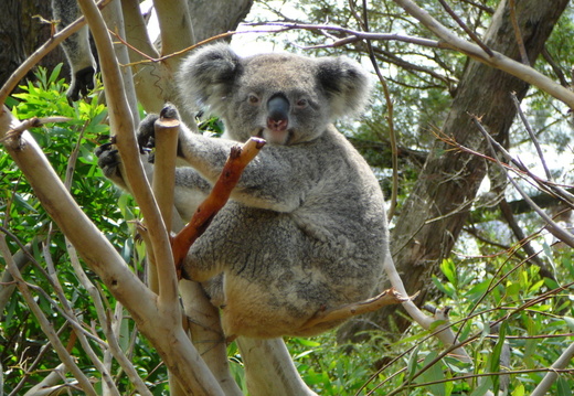 koala-na-strome