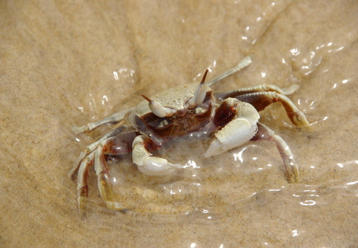 krab-cvachtajici-se-na-plazi
