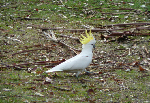 sulphur-crested-cockatoo--proste-papouch