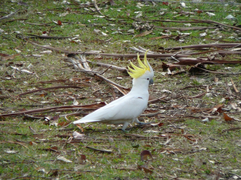sulphur-crested-cockatoo--proste-papouch
