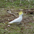 sulphur-crested-cockatoo--proste-papouch.jpg