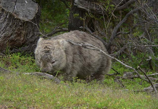 vombat-australie 640x480