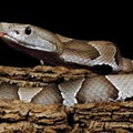 Agkistrodon contortrix 1