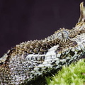 Bitis nasicornis
