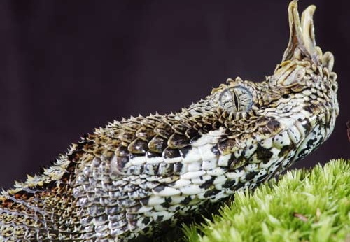 Bitis nasicornis