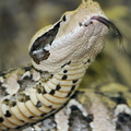 Bitis gabonica