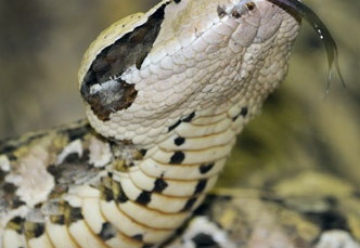 Bitis gabonica