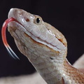 Agkistrodon contortrix