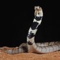 Aspidelaps lubricus cowlesi