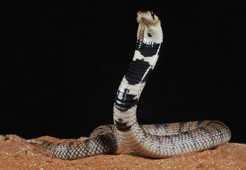 Aspidelaps lubricus cowlesi