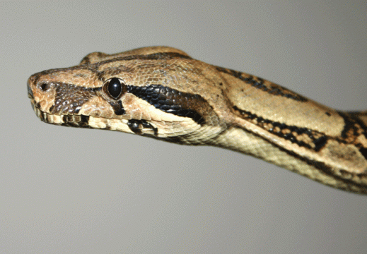 BOA CONSTRICTOR IMPERATOR Honduras-Nikaragua