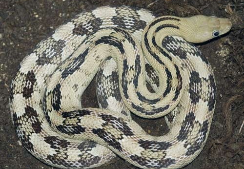 Bogertophis subocularis