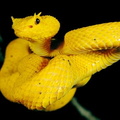 Bothriechis schlegelli 1