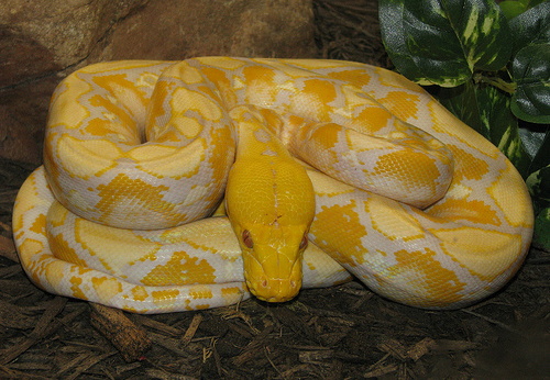 Burmese Python