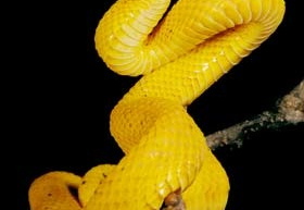 Bothriechis schlegelli