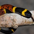 Texas coral snake