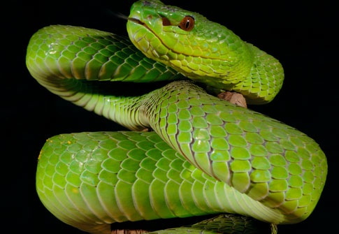 Trimeresurus insularis