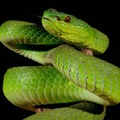 Trimeresurus insularis