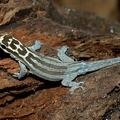 Lygodactylus kimhowell.jpg