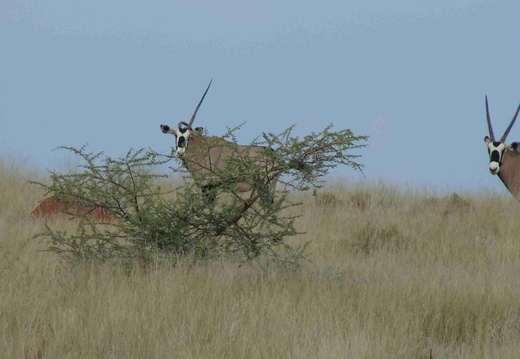 Afrika 2007 337
