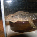 Greench 11